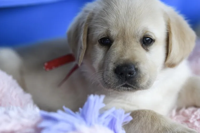 Sad su tek bebe, ali pred njima je važna zadaća: Ovi neodoljivi slatki&scaron;i olak&scaron;at će nečiji život