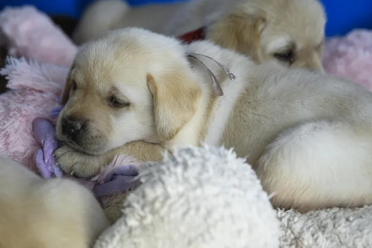 Sad su tek bebe, ali pred njima je važna zadaća: Ovi neodoljivi slatki&scaron;i olak&scaron;at će nečiji život