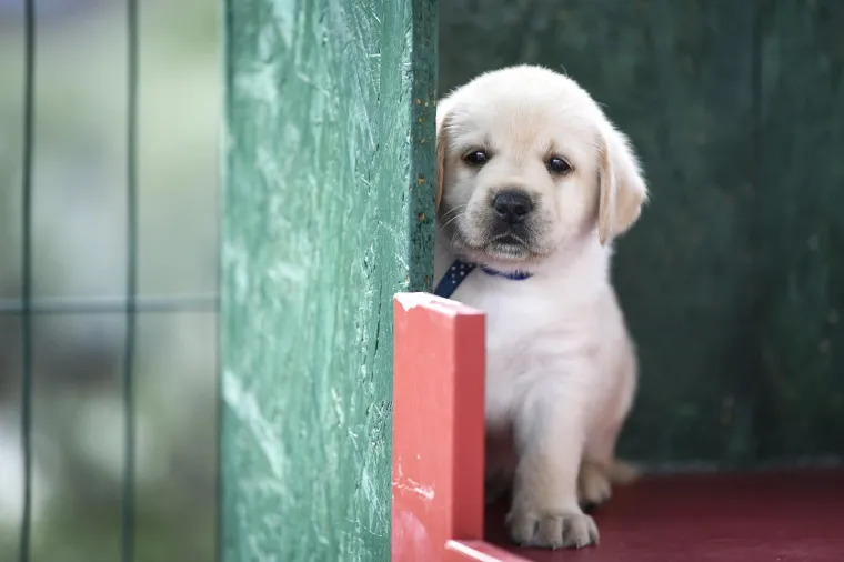 Sad su tek bebe, ali pred njima je važna zadaća: Ovi neodoljivi slatki&scaron;i olak&scaron;at će nečiji život