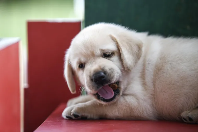 Sad su tek bebe, ali pred njima je važna zadaća: Ovi neodoljivi slatki&scaron;i olak&scaron;at će nečiji život