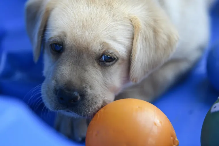 Sad su tek bebe, ali pred njima je važna zadaća: Ovi neodoljivi slatki&scaron;i olak&scaron;at će nečiji život