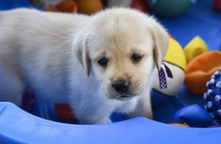 Sad su tek bebe, ali pred njima je važna zadaća: Ovi neodoljivi slatki&scaron;i olak&scaron;at će nečiji život