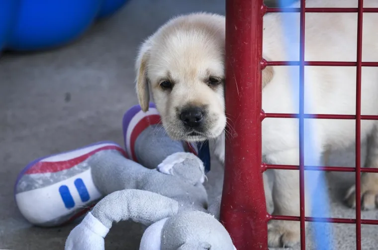 Sad su tek bebe, ali pred njima je važna zadaća: Ovi neodoljivi slatki&scaron;i olak&scaron;at će nečiji život