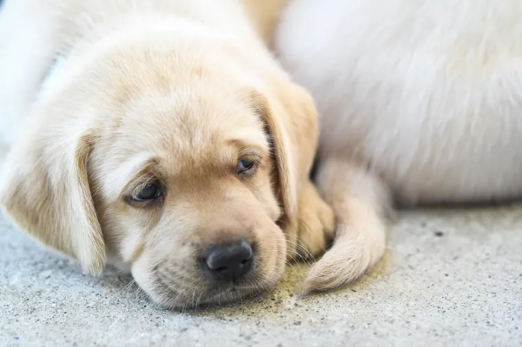Sad su tek bebe, ali pred njima je važna zadaća: Ovi neodoljivi slatki&scaron;i olak&scaron;at će nečiji život