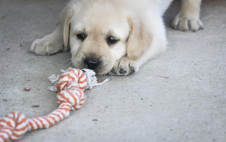 Sad su tek bebe, ali pred njima je važna zadaća: Ovi neodoljivi slatki&scaron;i olak&scaron;at će nečiji život