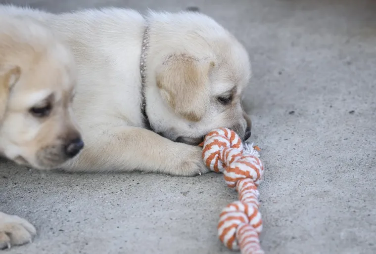 Sad su tek bebe, ali pred njima je važna zadaća: Ovi neodoljivi slatki&scaron;i olak&scaron;at će nečiji život