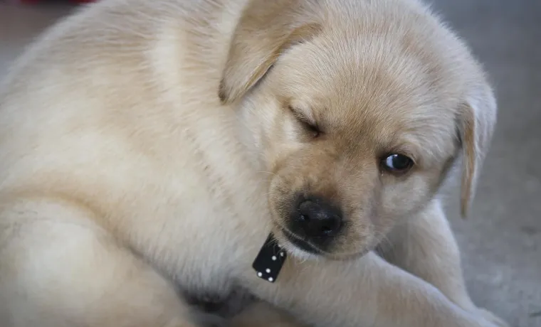 Sad su tek bebe, ali pred njima je važna zadaća: Ovi neodoljivi slatki&scaron;i olak&scaron;at će nečiji život