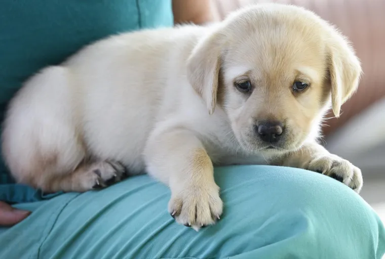 Sad su tek bebe, ali pred njima je važna zadaća: Ovi neodoljivi slatki&scaron;i olak&scaron;at će nečiji život