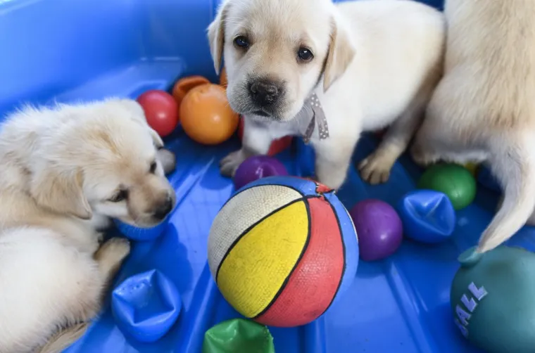 Sad su tek bebe, ali pred njima je važna zadaća: Ovi neodoljivi slatki&scaron;i olak&scaron;at će nečiji život