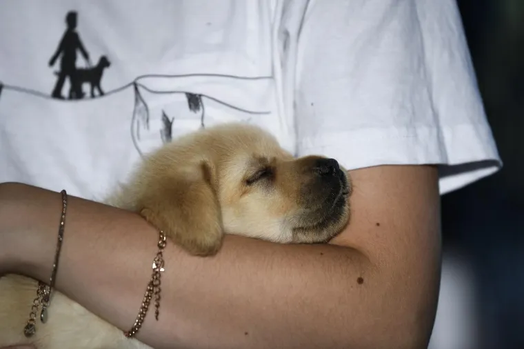 Sad su tek bebe, ali pred njima je važna zadaća: Ovi neodoljivi slatki&scaron;i olak&scaron;at će nečiji život