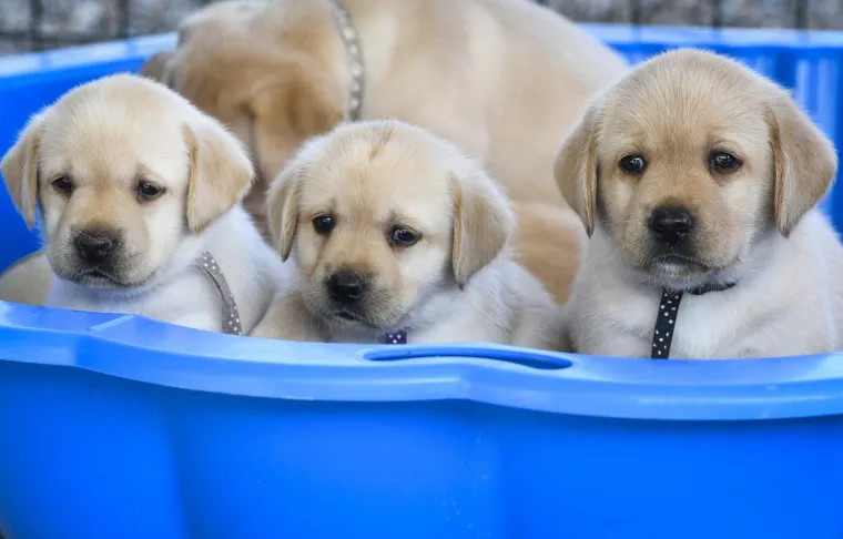 Sad su tek bebe, ali pred njima je važna zadaća: Ovi neodoljivi slatki&scaron;i olak&scaron;at će nečiji život