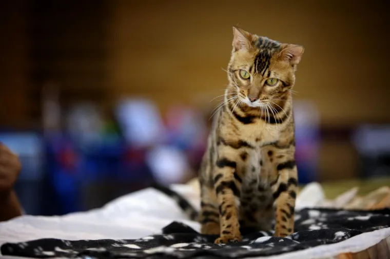 U Rijeku stigla i najmanja mačka na svijetu: Koja je najljep&scaron;a - Ruska, Bengalska ili Norve&scaron;ka?