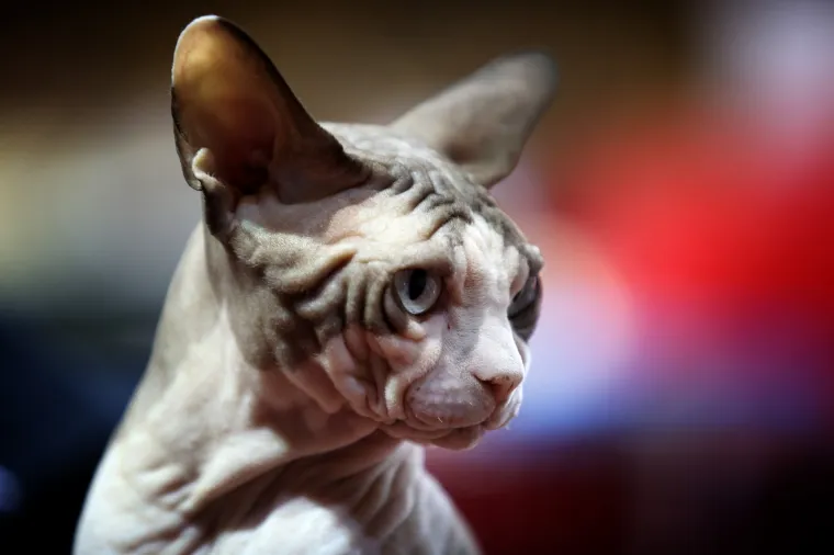 U Rijeku stigla i najmanja mačka na svijetu: Koja je najljep&scaron;a - Ruska, Bengalska ili Norve&scaron;ka?