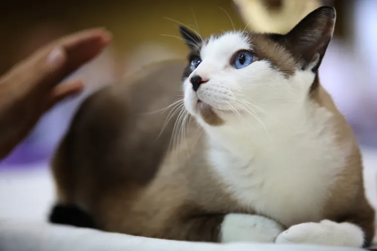 U Rijeku stigla i najmanja mačka na svijetu: Koja je najljep&scaron;a - Ruska, Bengalska ili Norve&scaron;ka?