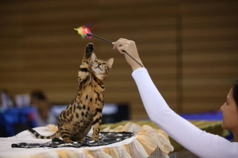 U Rijeku stigla i najmanja mačka na svijetu: Koja je najljep&scaron;a - Ruska, Bengalska ili Norve&scaron;ka?