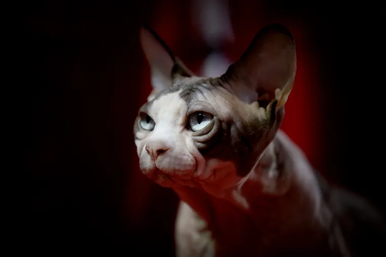 U Rijeku stigla i najmanja mačka na svijetu: Koja je najljep&scaron;a - Ruska, Bengalska ili Norve&scaron;ka?