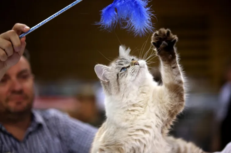 U Rijeku stigla i najmanja mačka na svijetu: Koja je najljep&scaron;a - Ruska, Bengalska ili Norve&scaron;ka?