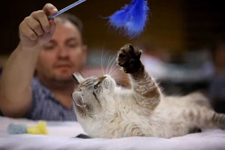 U Rijeku stigla i najmanja mačka na svijetu: Koja je najljep&scaron;a - Ruska, Bengalska ili Norve&scaron;ka?