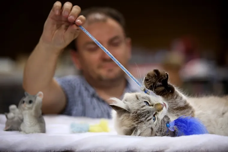 U Rijeku stigla i najmanja mačka na svijetu: Koja je najljep&scaron;a - Ruska, Bengalska ili Norve&scaron;ka?