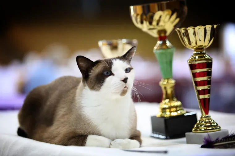 U Rijeku stigla i najmanja mačka na svijetu: Koja je najljep&scaron;a - Ruska, Bengalska ili Norve&scaron;ka?