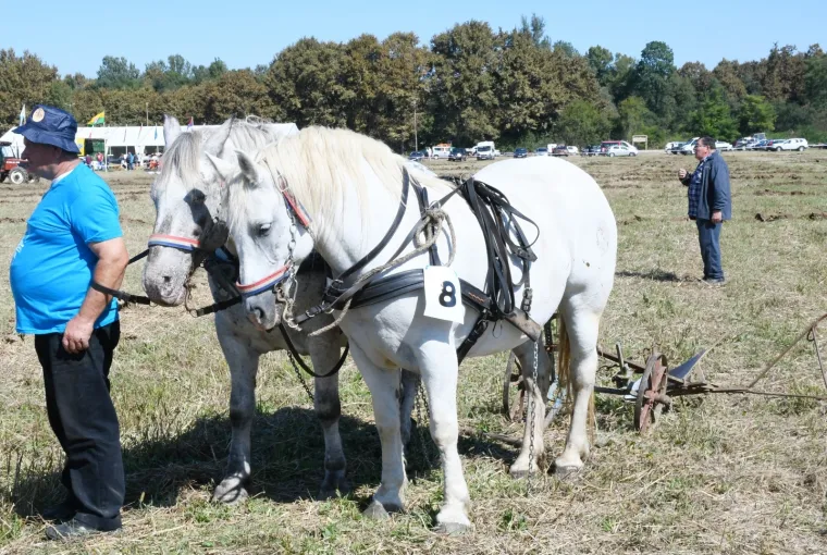 Tko će Hrvatsku predstavljati u Rusiji?  U Sunji iskusne ekipe odmjerile snage u oranju