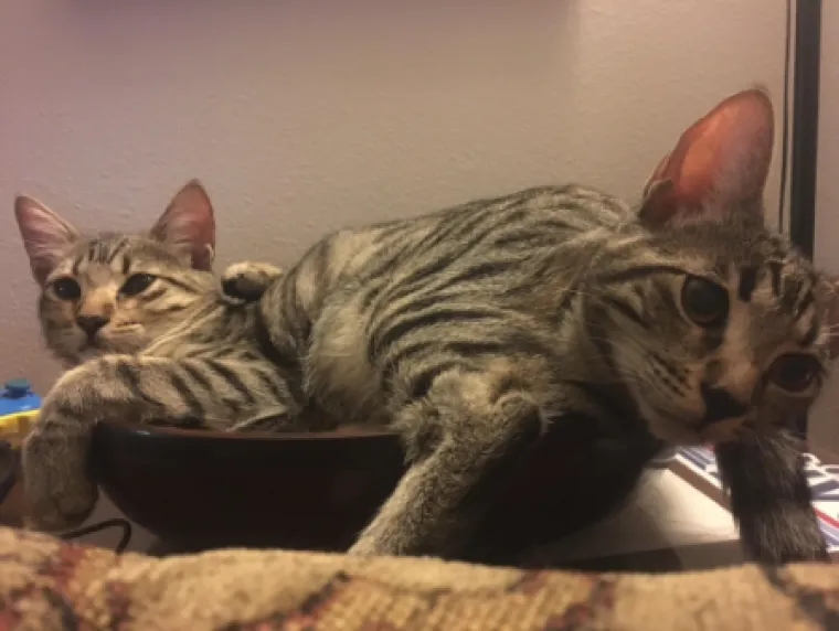 'Nikom nije jasno': U ove fotografije ćete se morati dobro zagledati da biste shvatili &scaron;to se događa