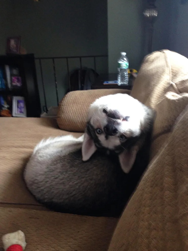 Urnebesne fotografije nefotogeničnih ljubimaca zbog kojih ćete umrijeti od smijeha