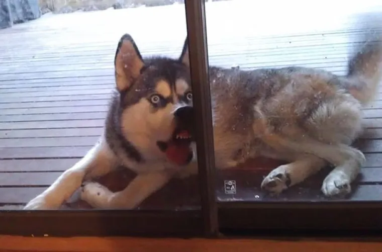 Urnebesne fotografije nefotogeničnih ljubimaca zbog kojih ćete umrijeti od smijeha