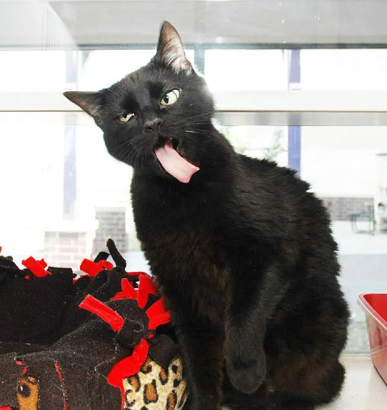 Urnebesne fotografije nefotogeničnih ljubimaca zbog kojih ćete umrijeti od smijeha