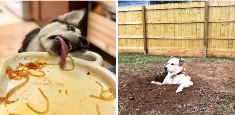 Smije&scaron;ni, preslatki: Ovi ljubimci rade najneobičnije i najluđe stvari kad ih nitko ne gleda