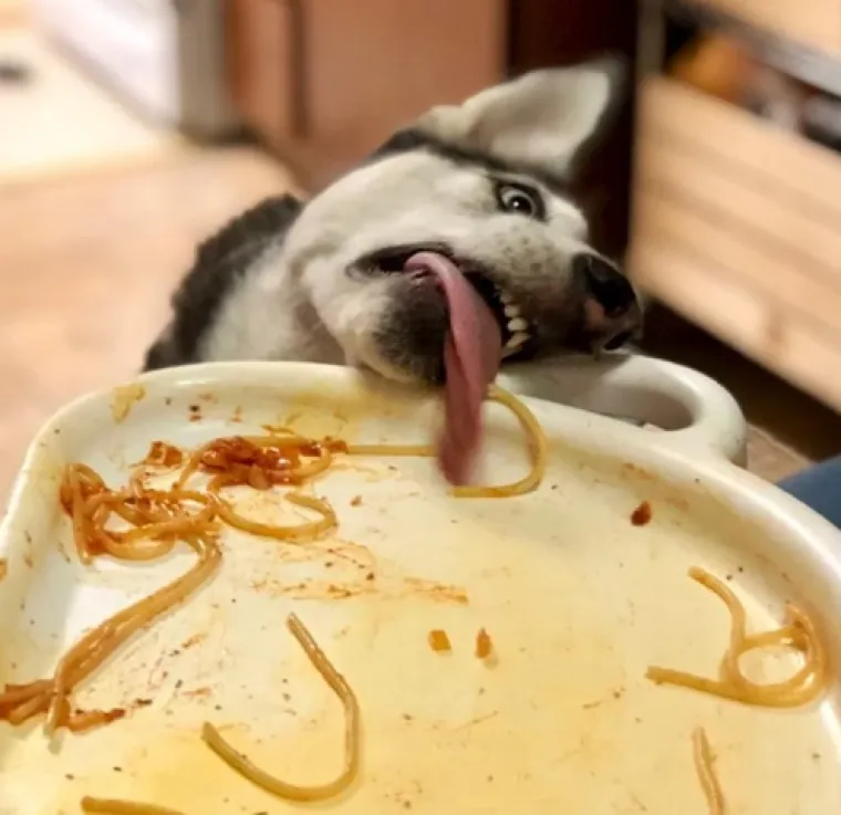 Smije&scaron;ni, preslatki: Ovi ljubimci rade najneobičnije i najluđe stvari kad ih nitko ne gleda