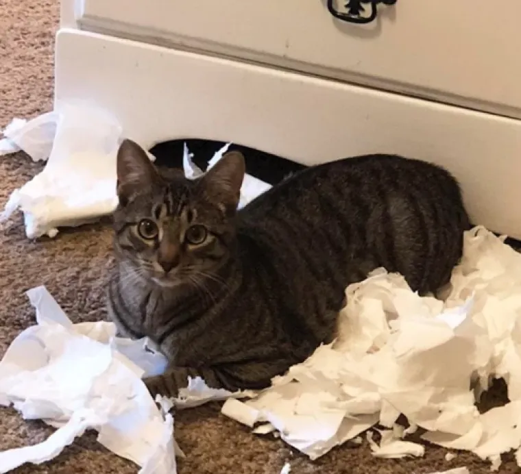 Smije&scaron;ni, preslatki: Ovi ljubimci rade najneobičnije i najluđe stvari kad ih nitko ne gleda