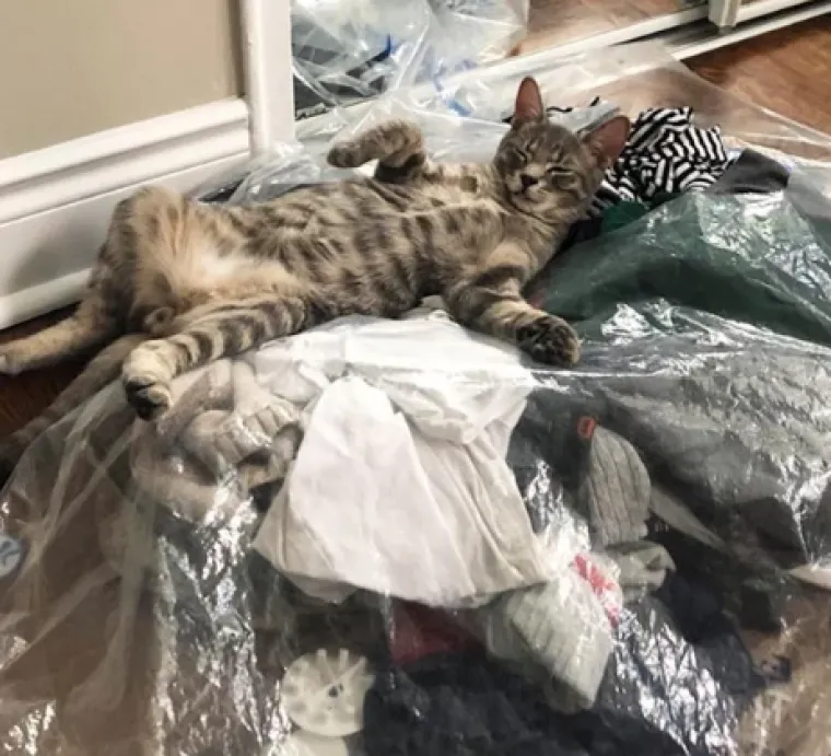 Smije&scaron;ni, preslatki: Ovi ljubimci rade najneobičnije i najluđe stvari kad ih nitko ne gleda