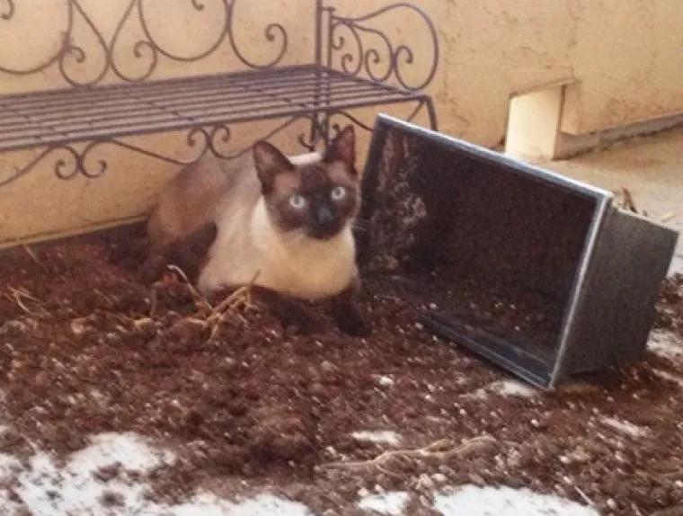 Smije&scaron;ni, preslatki: Ovi ljubimci rade najneobičnije i najluđe stvari kad ih nitko ne gleda