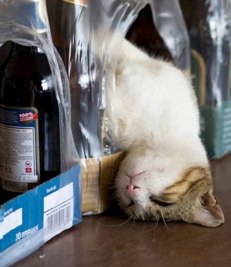 Smije&scaron;ni, preslatki: Ovi ljubimci rade najneobičnije i najluđe stvari kad ih nitko ne gleda