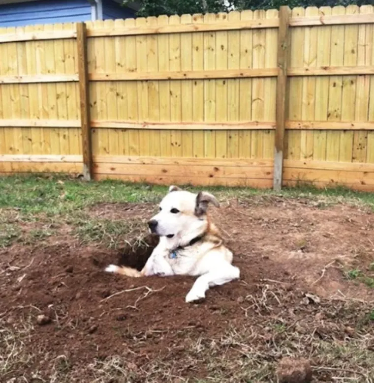 Smije&scaron;ni, preslatki: Ovi ljubimci rade najneobičnije i najluđe stvari kad ih nitko ne gleda
