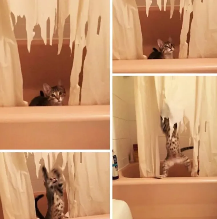 Smije&scaron;ni, preslatki: Ovi ljubimci rade najneobičnije i najluđe stvari kad ih nitko ne gleda