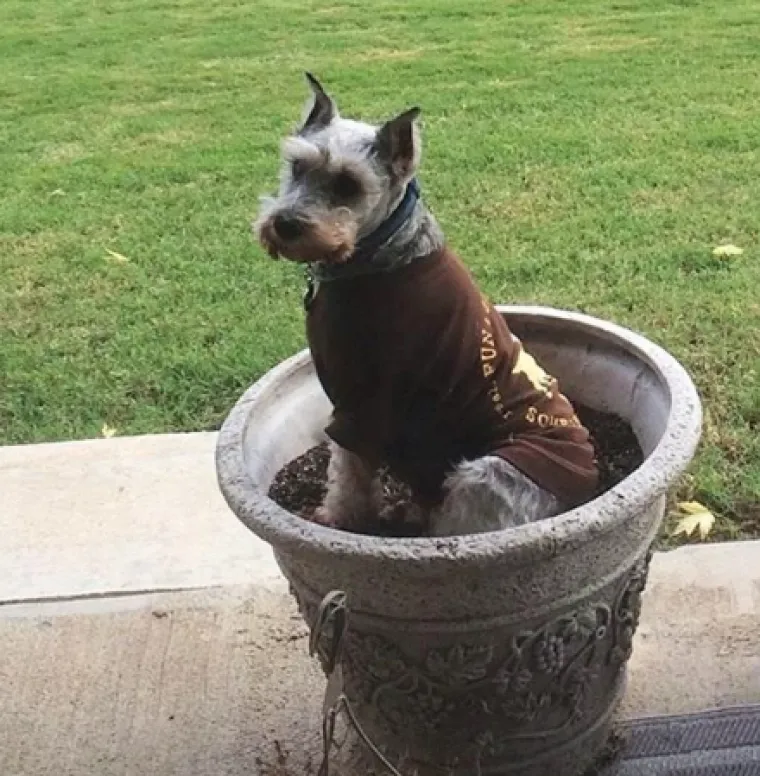 Smije&scaron;ni, preslatki: Ovi ljubimci rade najneobičnije i najluđe stvari kad ih nitko ne gleda