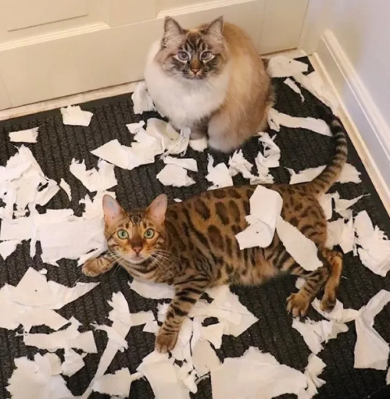 Smije&scaron;ni, preslatki: Ovi ljubimci rade najneobičnije i najluđe stvari kad ih nitko ne gleda