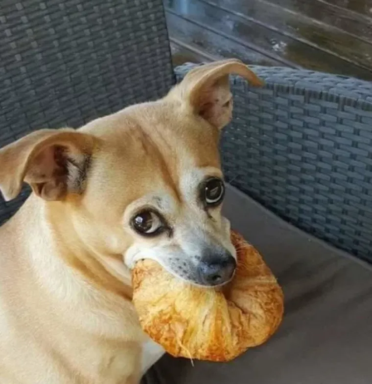 Smije&scaron;ni, preslatki: Ovi ljubimci rade najneobičnije i najluđe stvari kad ih nitko ne gleda