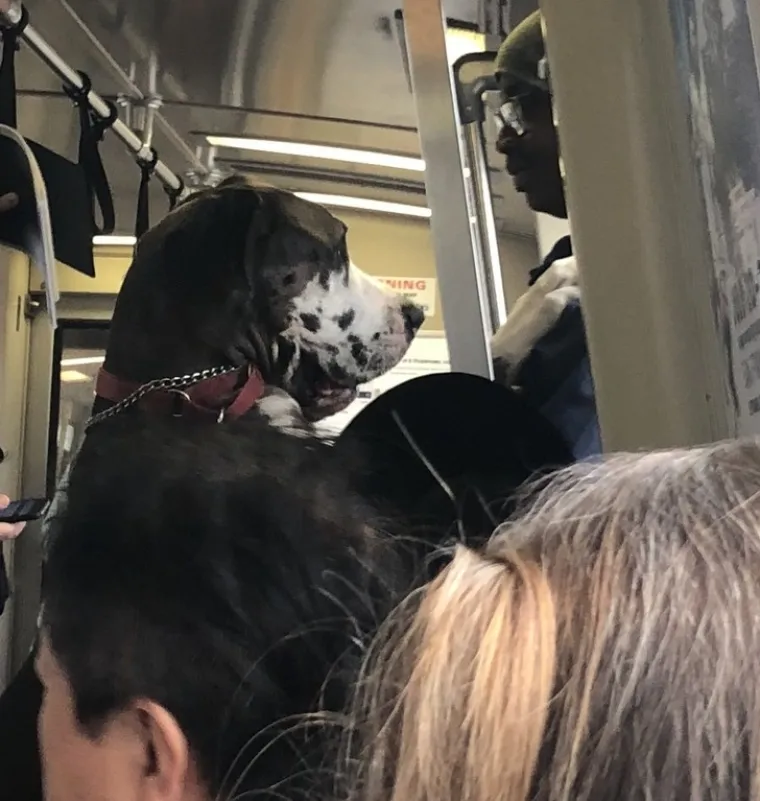 A MISLILI STE DA VI SREĆETE ČUDAKE: Da, ovi su ljudi takvi iza&scaron;li iz kuće i naravno da ih je netko slikao