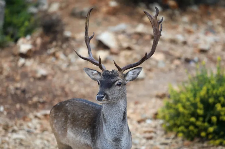 1988. godine logor je zatvoren i sad je na njemu prirodna kolonija jelena lopotara i omiljeno izleti&scaron;te za turiste