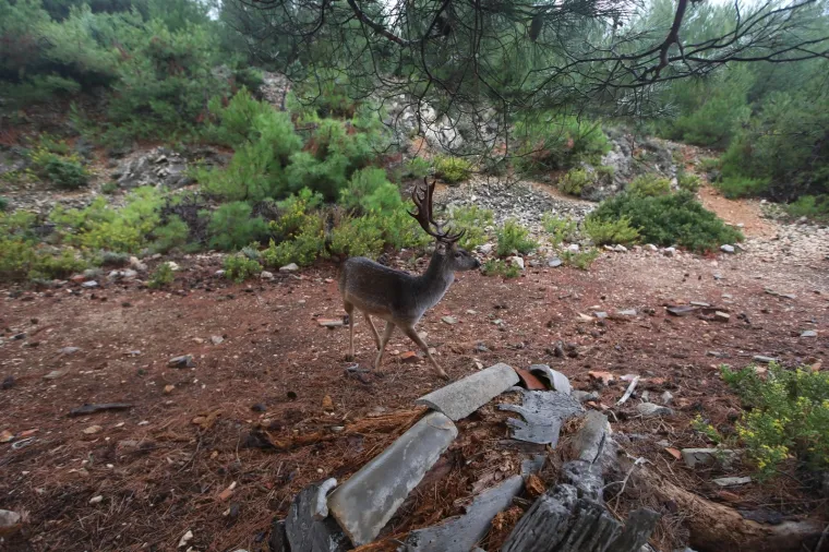 1988. godine logor je zatvoren i sad je na njemu prirodna kolonija jelena lopotara i omiljeno izleti&scaron;te za turiste