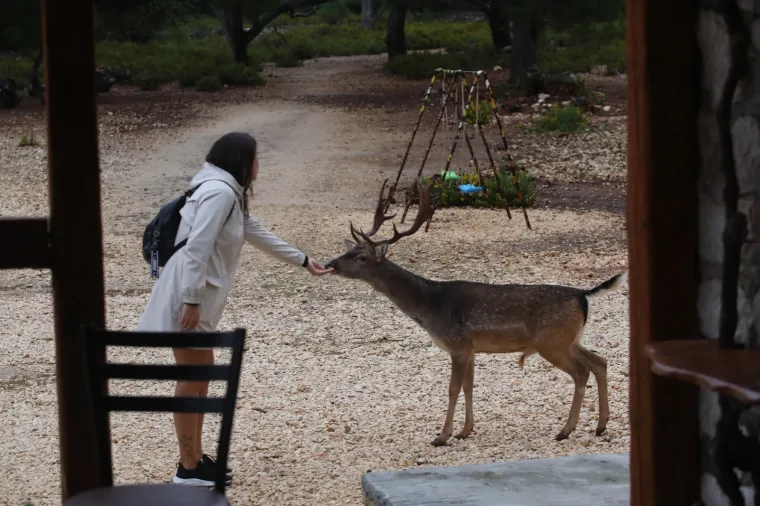 1988. godine logor je zatvoren i sad je na njemu prirodna kolonija jelena lopotara i omiljeno izleti&scaron;te za turiste