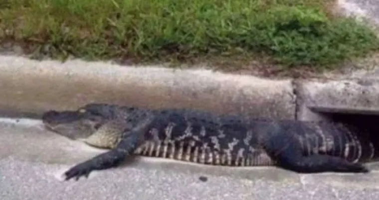 U slučaju da se ikada nađete u Americi, imajte na umu da tamo možete sva&scaron;ta vidjeti