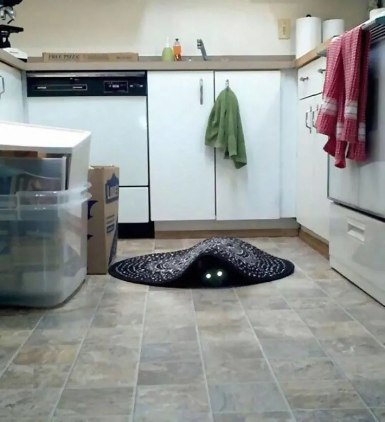 Ekipa na dru&scaron;tvenim mrežama dijeli životinje u izdanjima u kojima su sve samo ne slatke