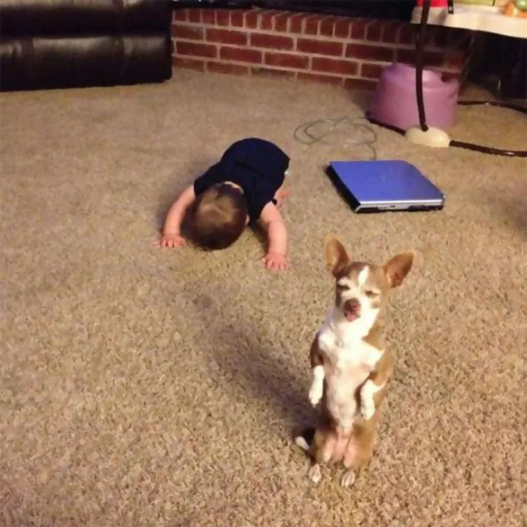 UHVAĆENI NA DJELU: Evo vam dokaza da ljubimci nisu nimalo slatki i planiraju preuzeti svijet