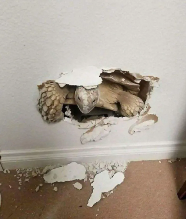 UHVAĆENI NA DJELU: Evo vam dokaza da ljubimci nisu nimalo slatki i planiraju preuzeti svijet