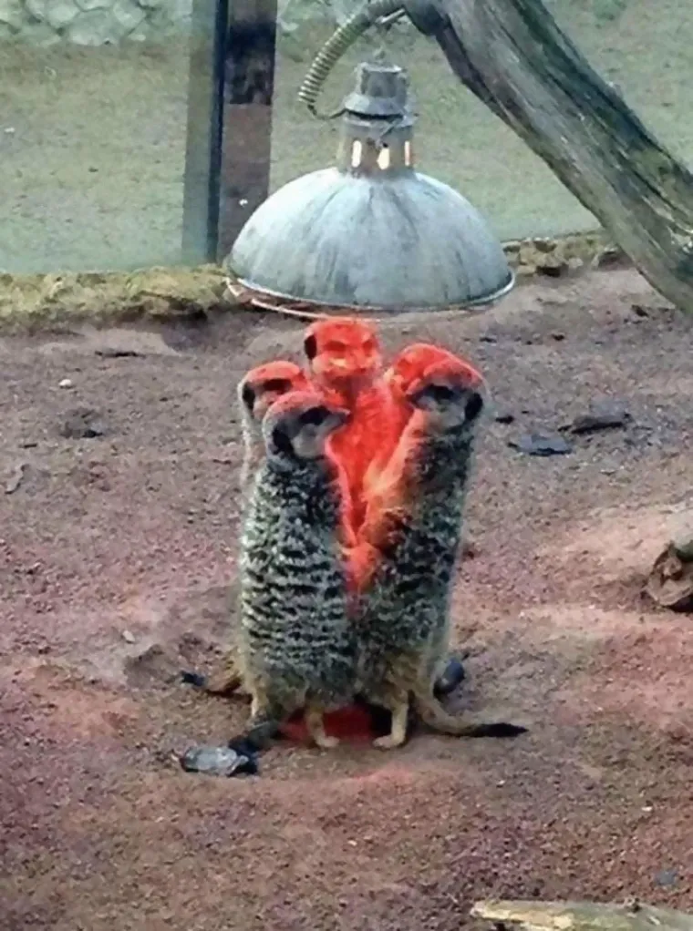 UHVAĆENI NA DJELU: Evo vam dokaza da ljubimci nisu nimalo slatki i planiraju preuzeti svijet