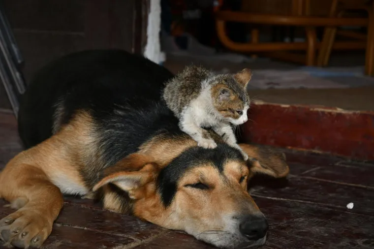 Pravi prijatelji se poznaju u nevolji: Lesi je spasio mačića Toma s deponija, a sad su nerazdvojni